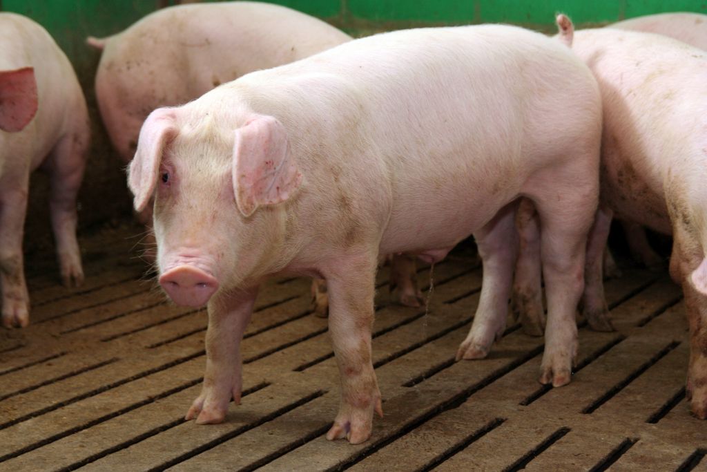 tuczniki, cena tuczników, wieprzowina, mięso wieprzowe, tuczniki w Niemczech, VEZG, żywiec wieprzowy, świnie