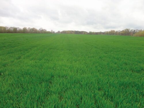 zboże, łan zboża, wiosna, pole