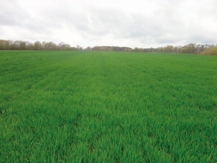 zboże, łan zboża, wiosna, pole