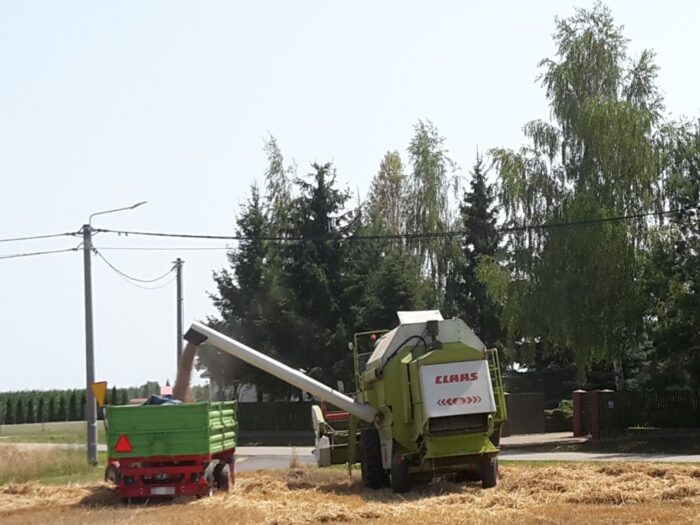 zboże, izby rolnicze, wykup zboża