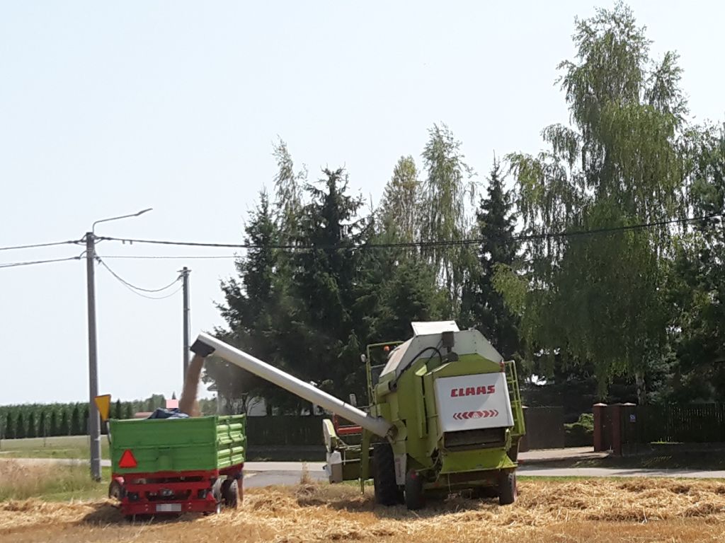 zboże, izby rolnicze, wykup zboża