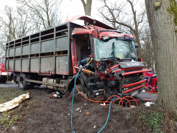 transport bydła, Borzęciczki, powiat krotoszyński, Mateusz Dymarski, KP PSP Krotoszyn