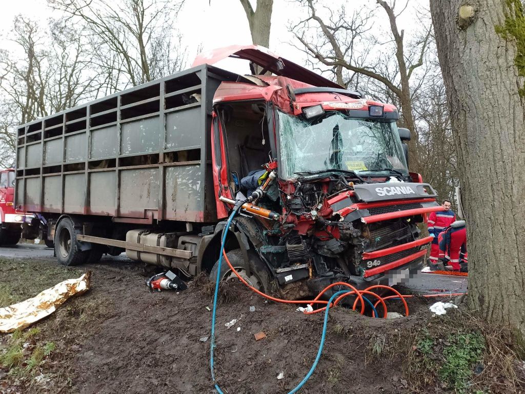 transport bydła, Borzęciczki, powiat krotoszyński, Mateusz Dymarski, KP PSP Krotoszyn