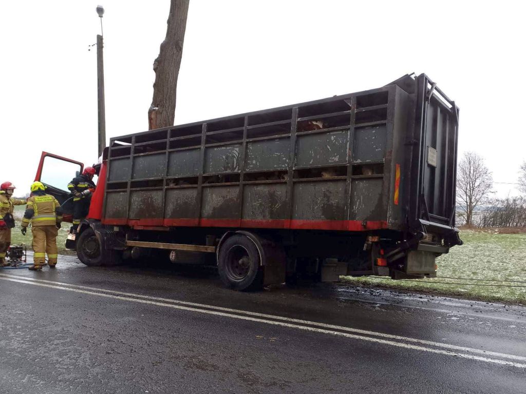 transport bydła, Borzęciczki, powiat krotoszyński, Mateusz Dymarski, KP PSP Krotoszyn