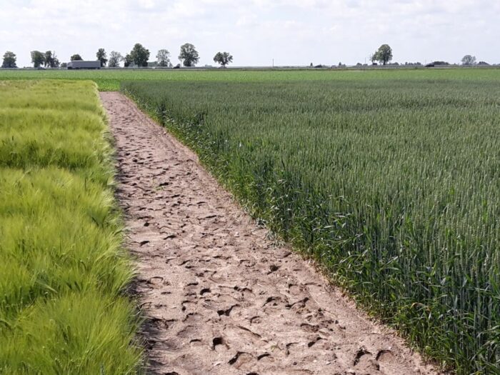 zboza_zbiory_prognozy_ierigz