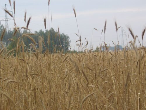 produkcja zbóż, pszenica, zboża paszowe