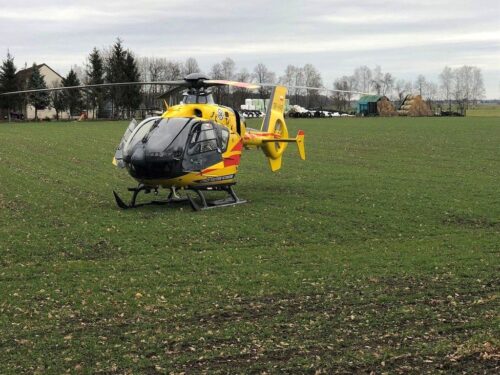 atak byka, obsługa zwierząt, powiat ostrowski, lpr