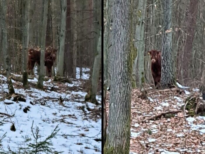 byk, ucieczka byka, nadleśnictwo gdańsk, trójmiasto