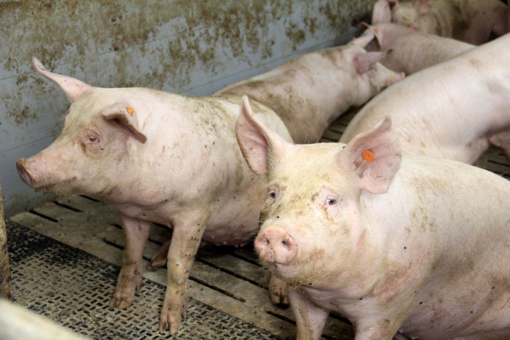 cena tuczników, trzoda chlewna, żywiec wieprzowy, niemiecka cena