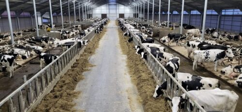 krowy mleczne, obora, karuzela, dój krów, robot do dippingu, DeLaval, legowiska, mastitis, dobrostan krów, dój krów