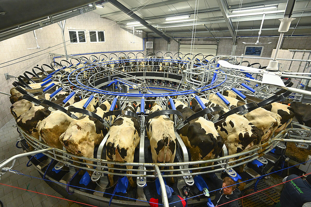 krowy mleczne, obora, karuzela, dój krów, robot do dippingu, DeLaval, legowiska, mastitis, dobrostan krów, dój krów