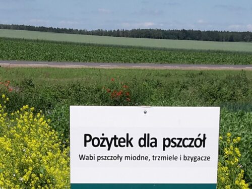 dopłaty, ekoschematy, rośliny miododajne, uprawy uproszczone, samorząd rolniczy