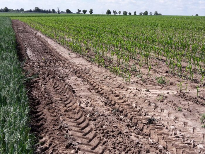 pzprz, stanisław kacperczyk, ochrona zbóż, zaprawy nasienne, materiał siewny