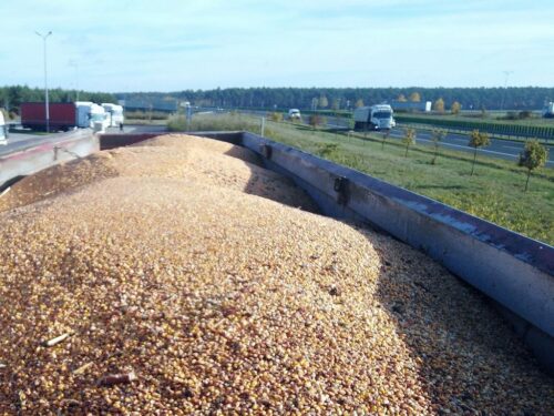 mykotoksyny, kukurydza z ukrainy, kukurydza, irwł