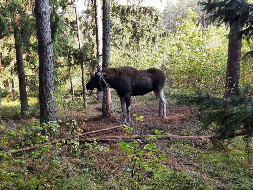 lubelska izba rolnicza, lir, łosie, moratorium na łosie