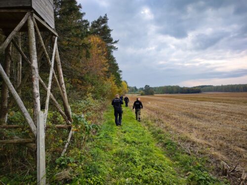 zastrzelone łosie, powiat zambrowski, prokuratura zambrów, myśliwy