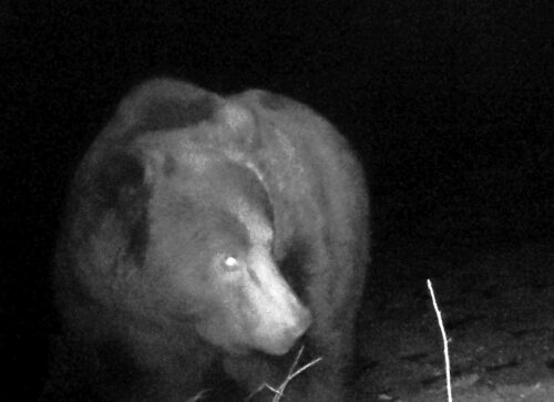 niedźwiedź     atak niedźwiedzia     bieszczady     wędrówka