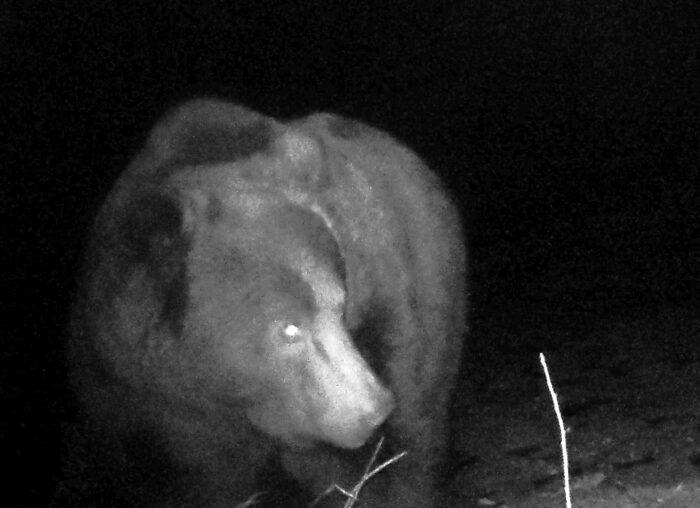 niedźwiedź     atak niedźwiedzia     bieszczady     wędrówka