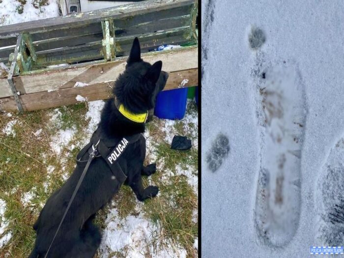 kradzież paliwa paliwo z ciągnika kradzież z ciągnika kpp lwówek śląski pies policyjny