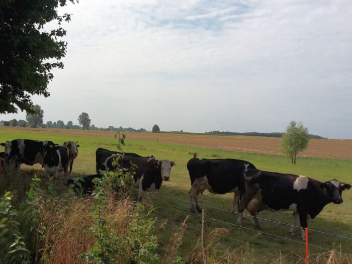 hodowla zwierząt, irz plus, podlaska izba rolnicza, rolnicy z podlasia