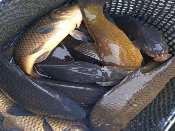 nabór, wnioski, mrirw, hodowla ryb