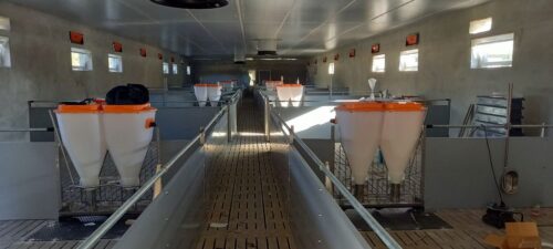 tuczniki, tuczarnia, trzoda chlewna, produkcja świń, chlewnia, wentylacja, ruszt, karmidła, Big Dutchman, bioasekuracja