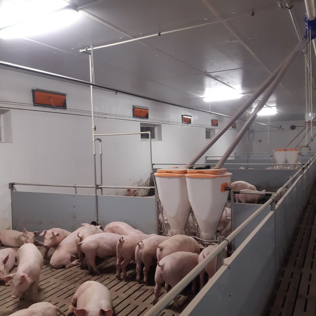tuczniki, tuczarnia, trzoda chlewna, produkcja świń, chlewnia, wentylacja, ruszt, karmidła, Big Dutchman, bioasekuracja