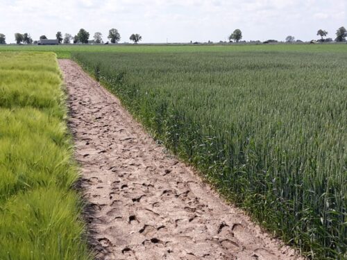 import z ukrainy, płody rolne z ukrainy, cła na zboża, krir, izby rolnicze