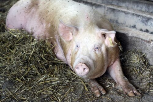 tuczniki, cena tuczników, wieprzowina, mięso wieprzowe, tuczniki w Niemczech, VEZG, żywiec wieprzowy, świnie