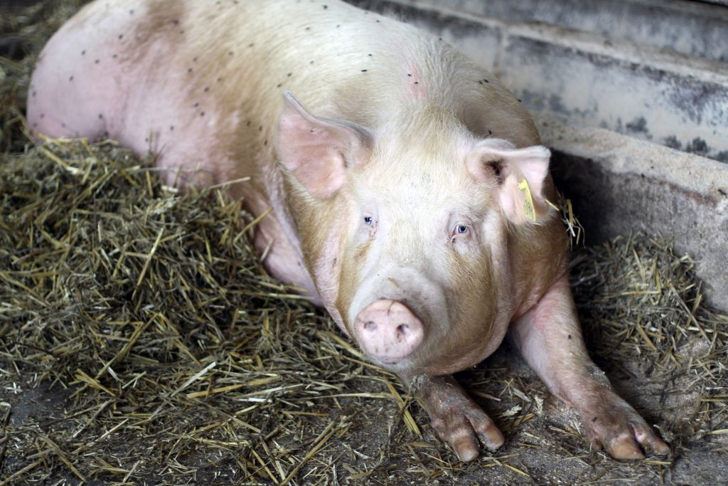tuczniki, cena tuczników, wieprzowina, mięso wieprzowe, tuczniki w Niemczech, VEZG, żywiec wieprzowy, świnie
