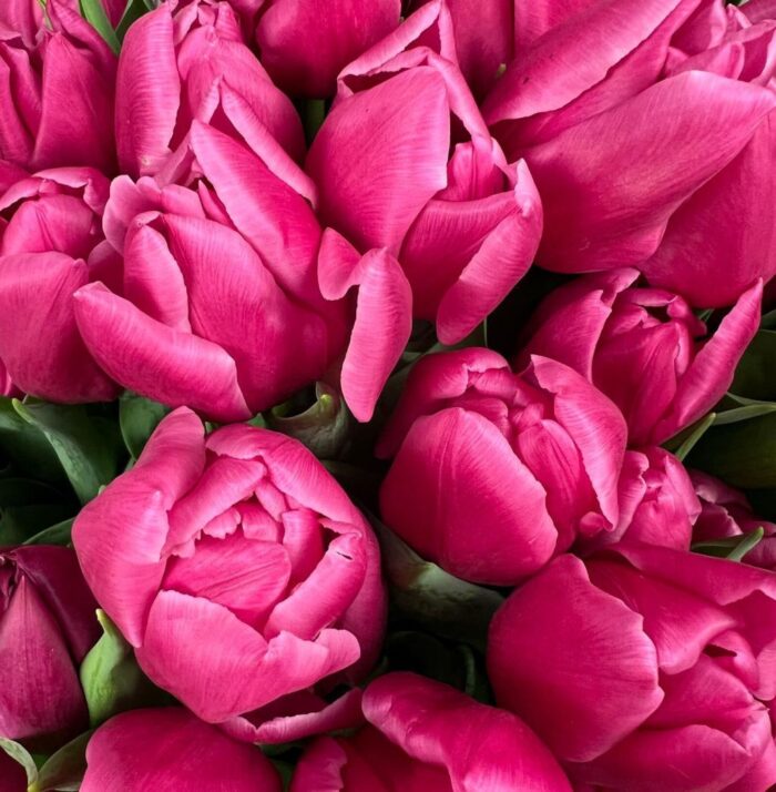 Rynek Hurtowy w Broniszach, Anna Kaszewiak, handel kwiatami, tulipany