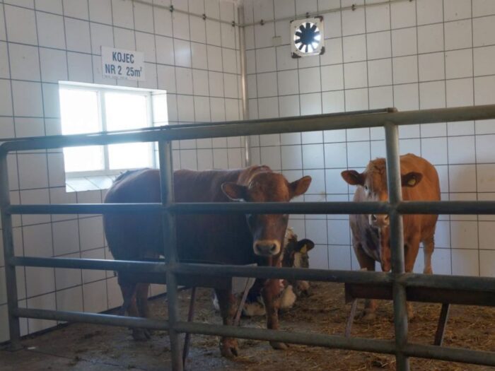 ijhar-s, kontrola w ubojniach, klasyfikacja tusz, tusze wołowe