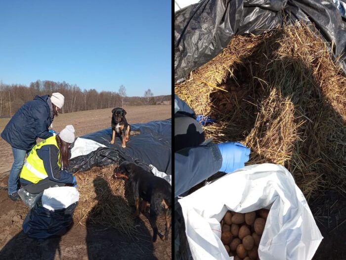 piorin, wiorin koszalin, ziemniaki, bakterie ziemniaków, choroby ziemniaków