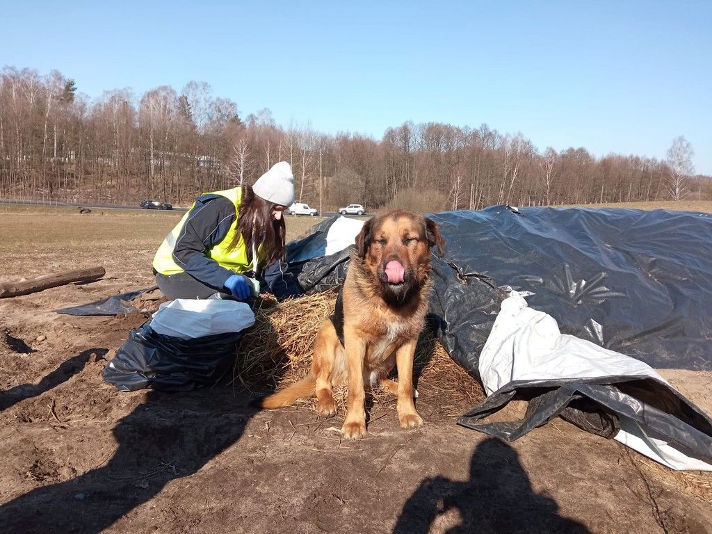 piorin, wiorin koszalin, ziemniaki, bakterie ziemniaków, choroby ziemniaków