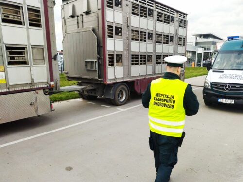 itd, witd bydgoszcz, przewóz bydła, ważenie pojazdów