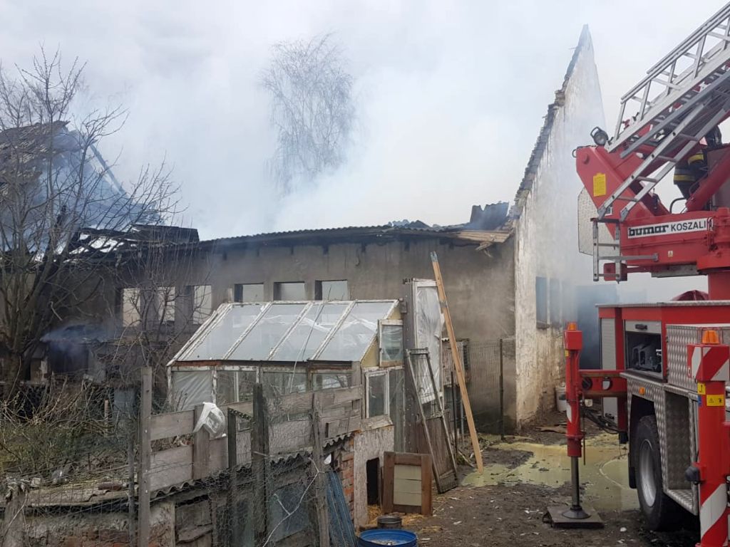 pożar chlewni, pożar w gospodarstwie, kp psp wągrowiec, gruntowice