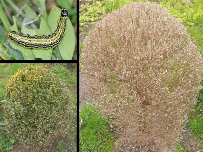 ćma, ochrona roślin, wiorin, piorin