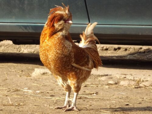 drobiarze, hodowla drobiu, skup zboża, dopłaty