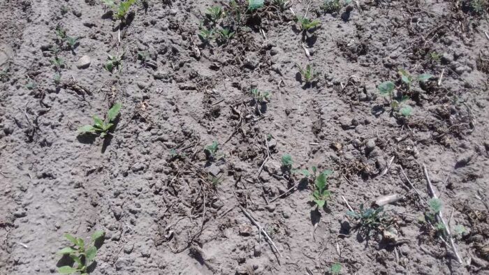 plantacja buraków cukrowych, Conviso Smart