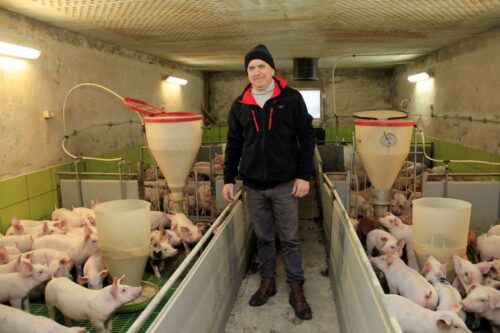 hodowla świń, trzoda chlewna, wysokie koszty produkcji, opłacalność,tucz świń, modernizacja,