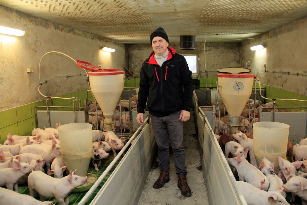 hodowla świń, trzoda chlewna, wysokie koszty produkcji, opłacalność,tucz świń, modernizacja,