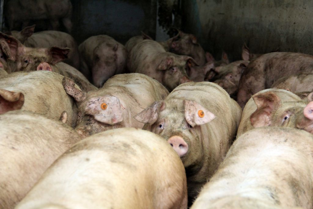 probiotyki w żywieniu tuczników, zdrowe jelita, tucz świń, trzoda chlewna, żywienie tuczników,