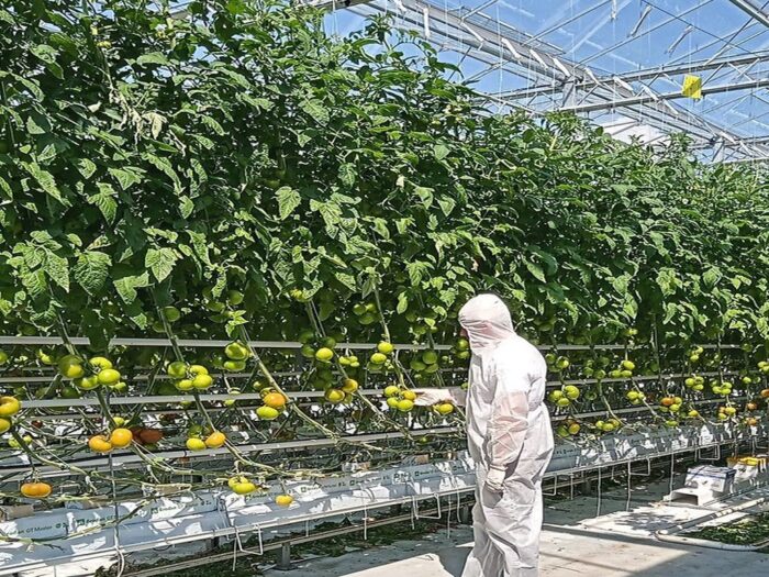 piorin, wiorin poznań, kontrole, pozostałości środków, środki ochrony roślin, pestycydy