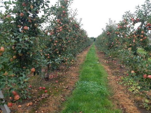 piorin, wiorin bydgoszcz, integrowana produkcja roślin, certyfikat