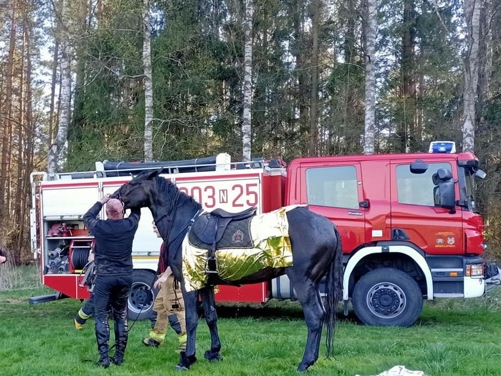 konie, koń w rowie, koń w szambie, kp psp staszów, osp barczewo
