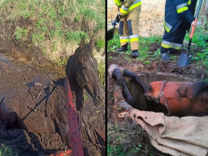 konie, koń w rowie, koń w szambie, kp psp staszów, osp barczewo