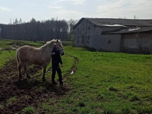 koń, utrzymywanie zwierząt, mandat, kpp iława