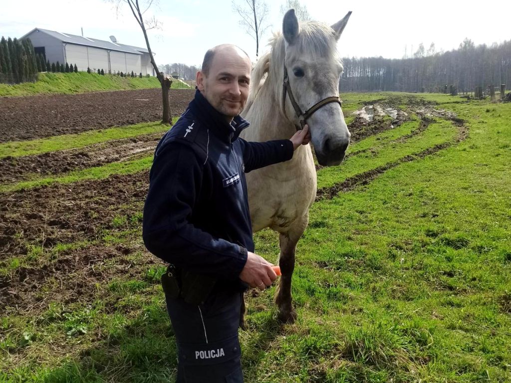 koń, utrzymywanie zwierząt, mandat, kpp iława