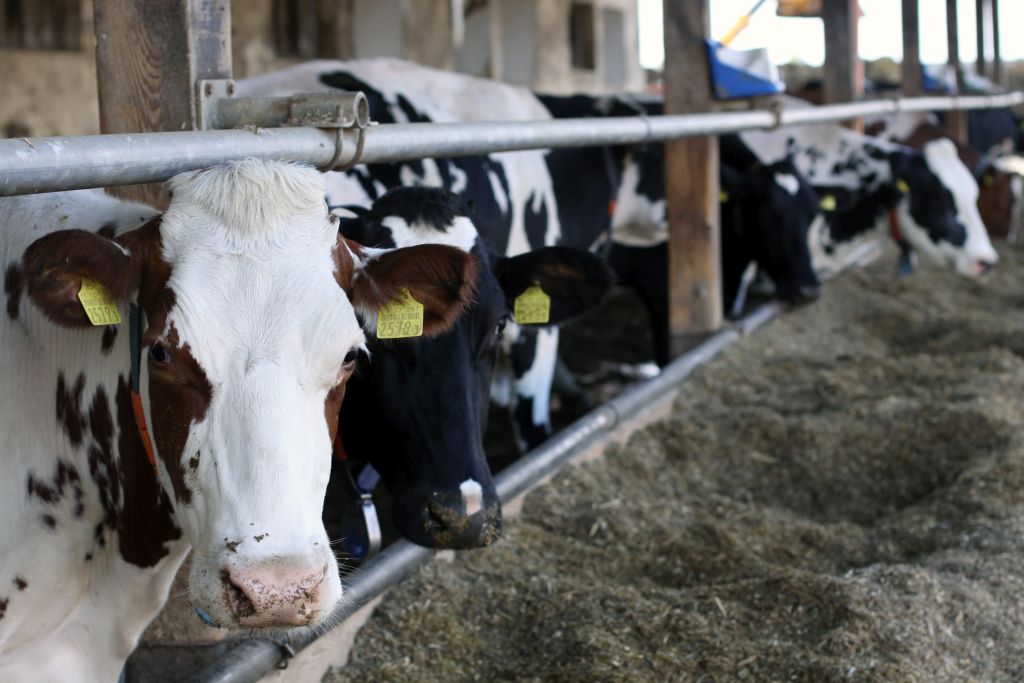 korowy pogłowie obora