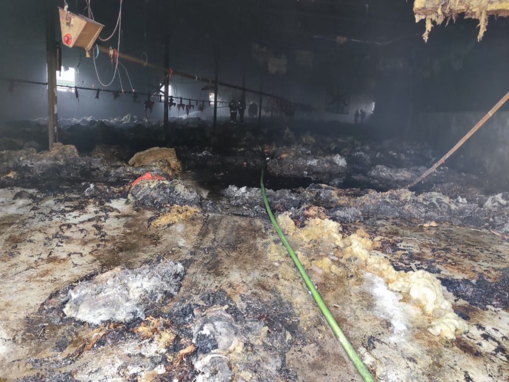 pożar kurnika, kurnik, lubiszyn, hodowla drobiu